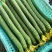 南通本地精品长丝瓜