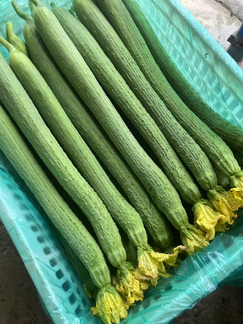 南通本地精品长丝瓜