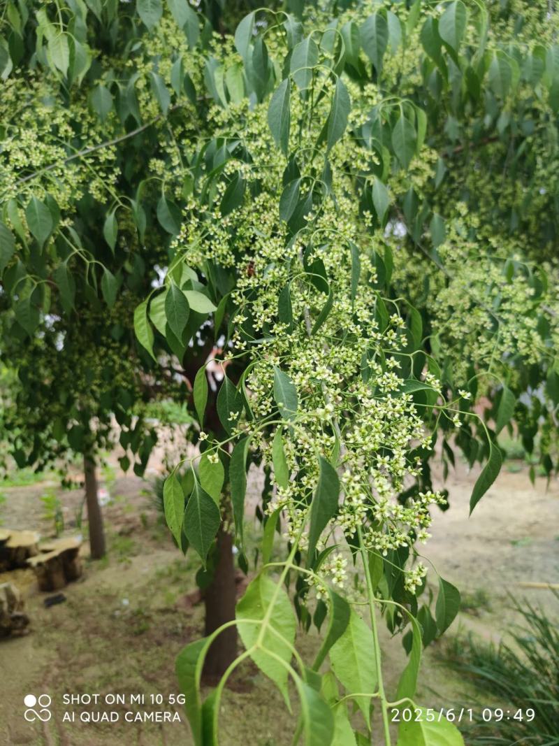 丝棉木一颗(直径15cm)