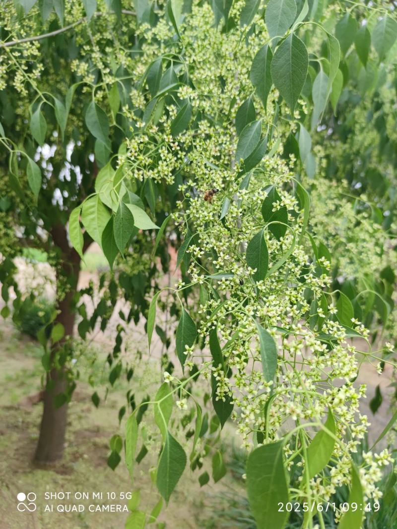 丝棉木一颗(直径15cm)