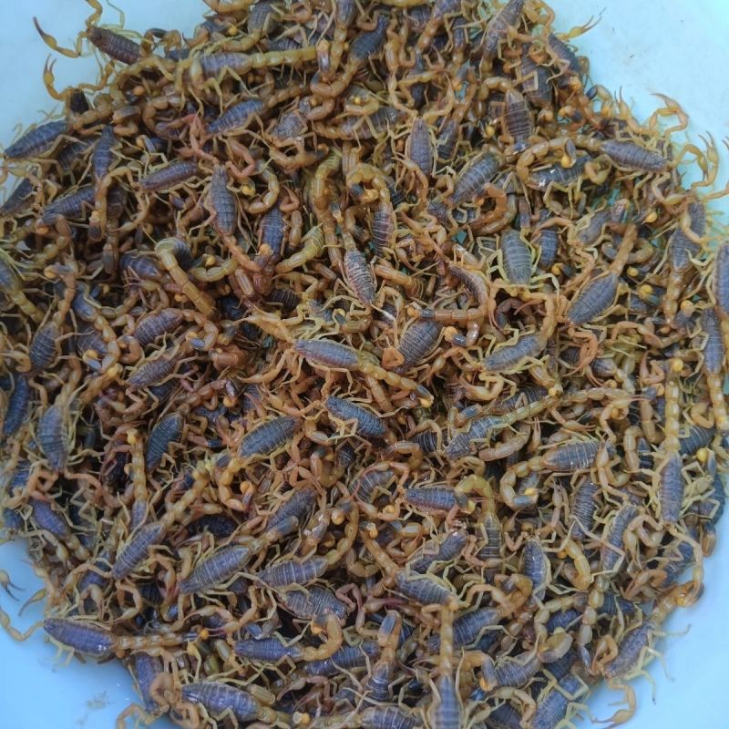 十足全蝎5-7厘米药材食用活蝎子