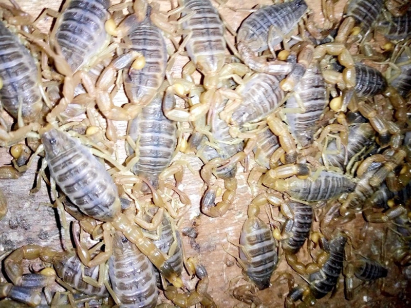 十足全蝎5-7厘米药材食用活蝎子