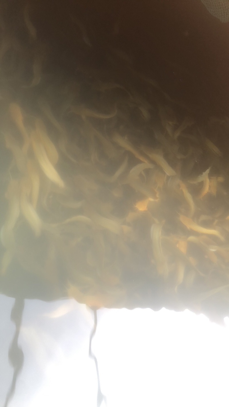 山泉水养的本地塘鲺