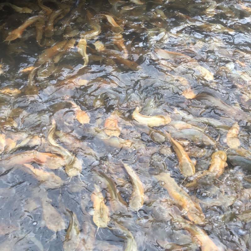 山泉水养的本地塘鲺