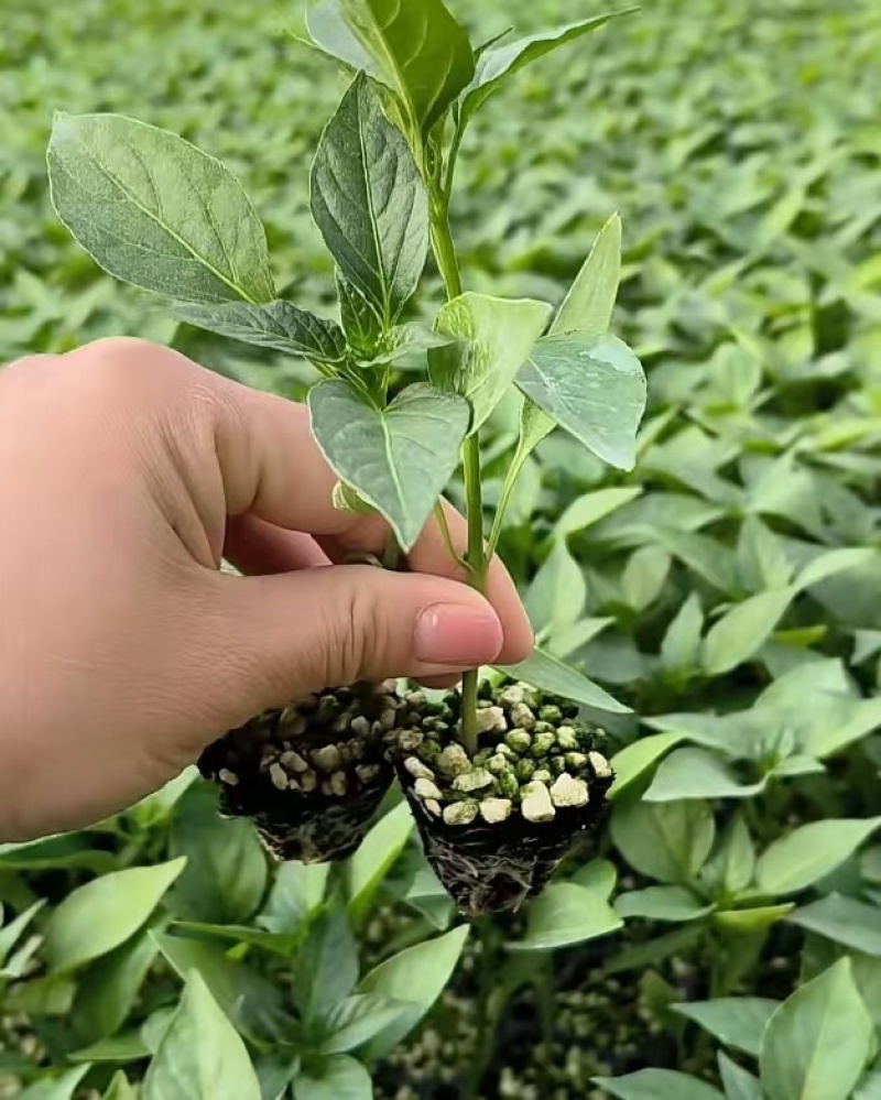 山东大果尖椒苗/螺丝椒/线椒苗，长年有苗，保质保量