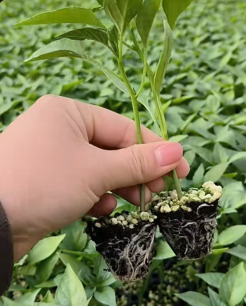 山东大果尖椒苗/螺丝椒/线椒苗，长年有苗，保质保量