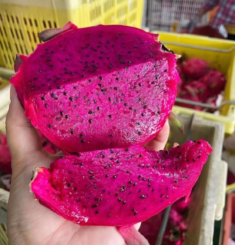 推荐广东火龙果精品红心火龙果金都一号货源充足联系