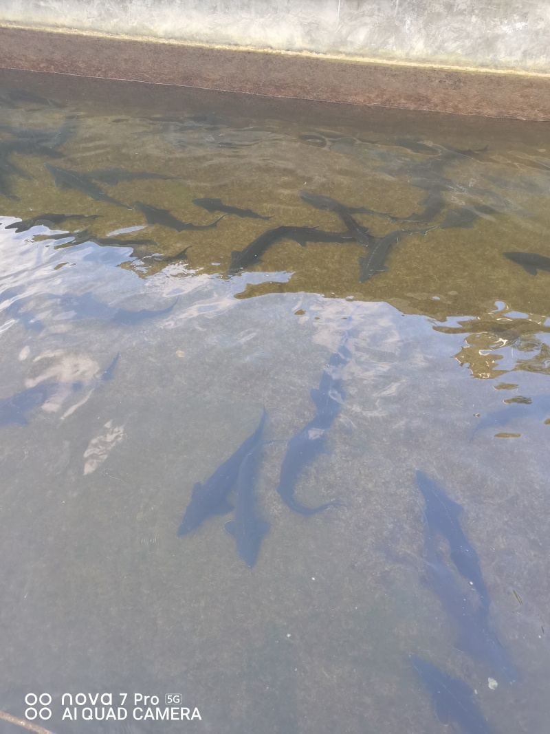 贵州冷水鲟鱼