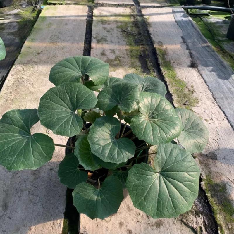 1加仑吴风草大量有货品质保证基地直发