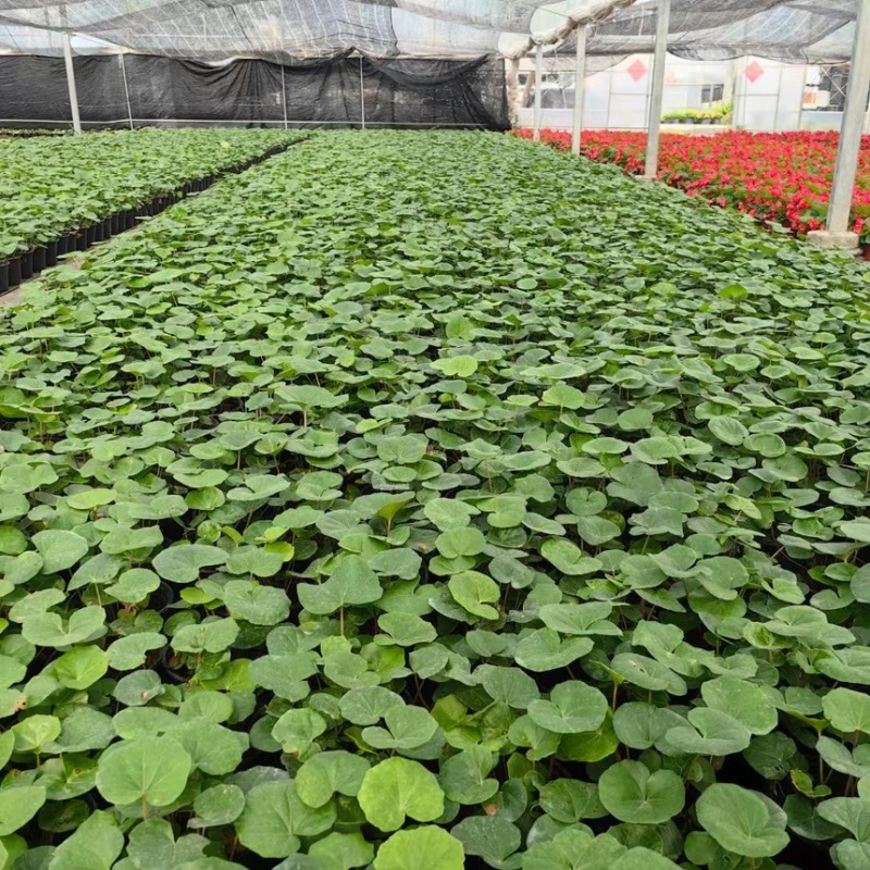 1加仑吴风草大量有货品质保证基地直发