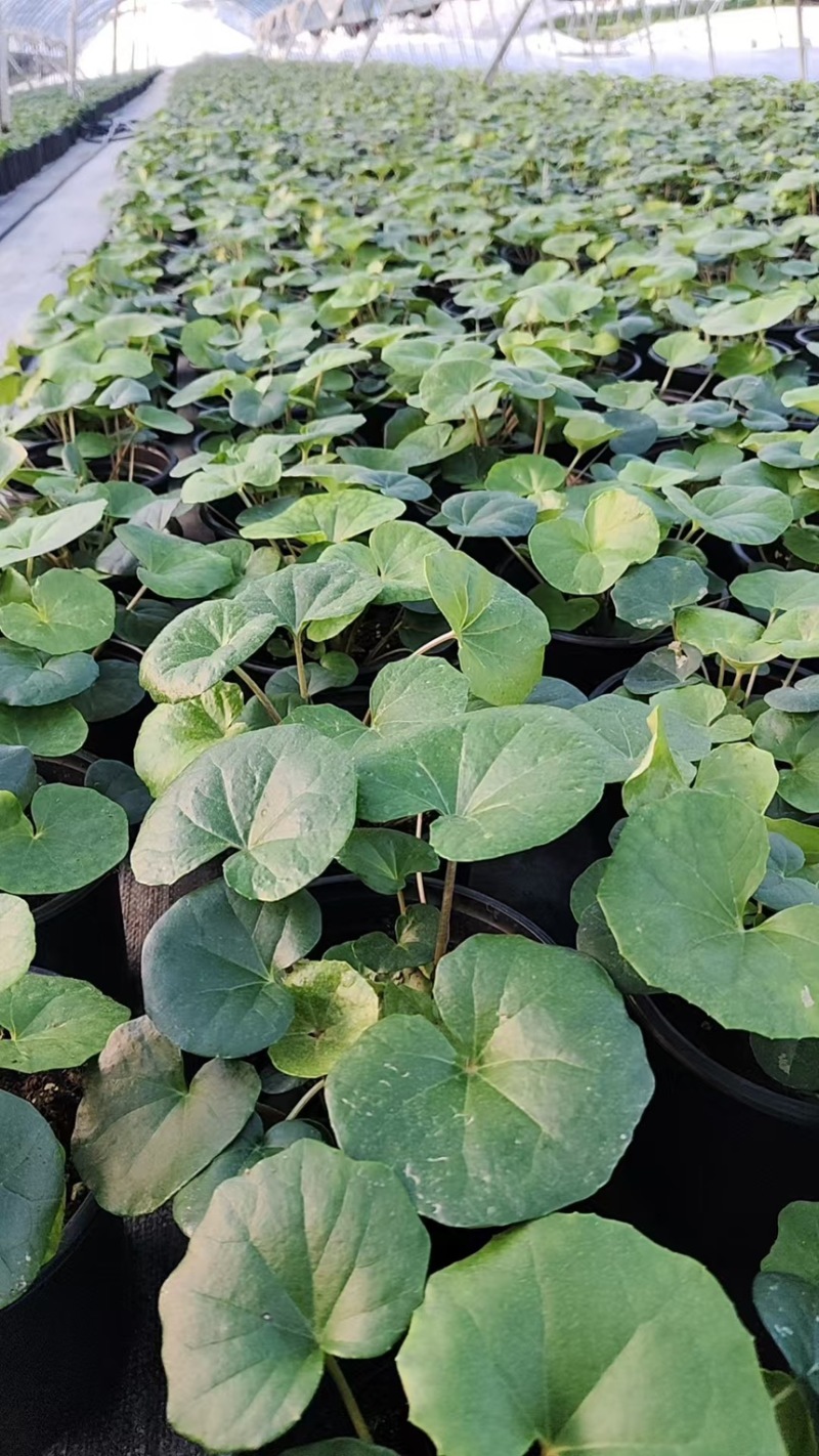 1加仑吴风草大量有货品质保证基地直发