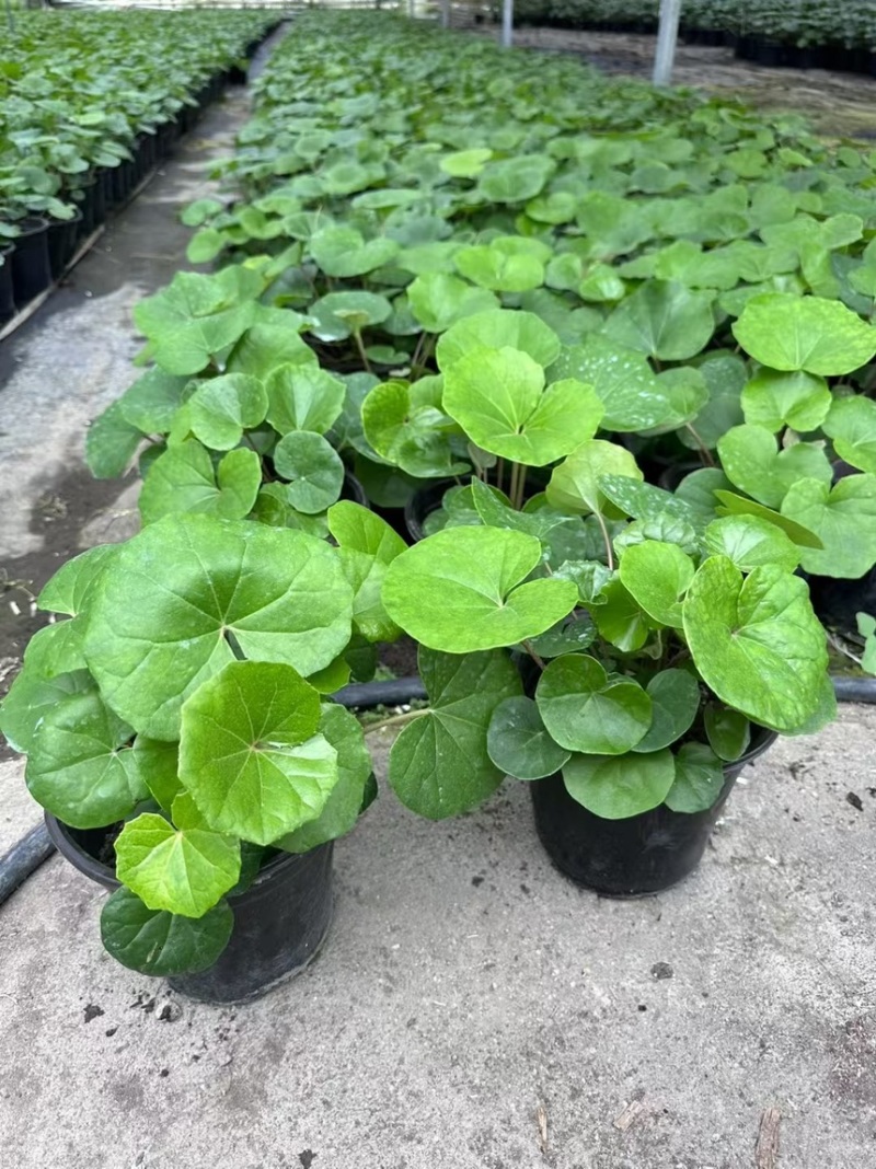 1加仑吴风草大量有货品质保证基地直发