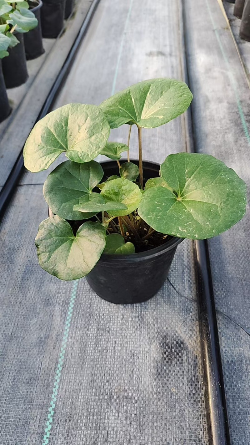 1加仑吴风草大量有货品质保证基地直发