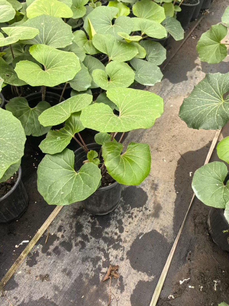 1加仑吴风草大量有货品质保证基地直发
