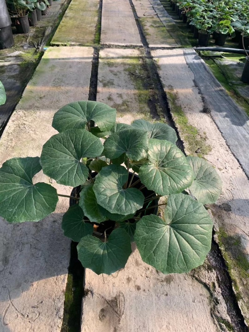 1加仑吴风草大量有货品质保证基地直发