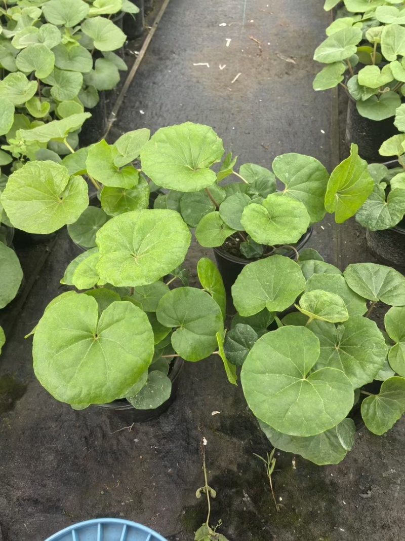 1加仑吴风草大量有货品质保证基地直发