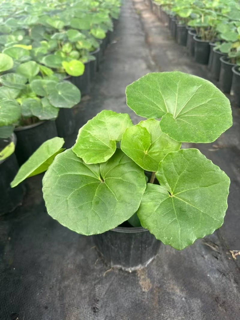 1加仑吴风草大量有货品质保证基地直发