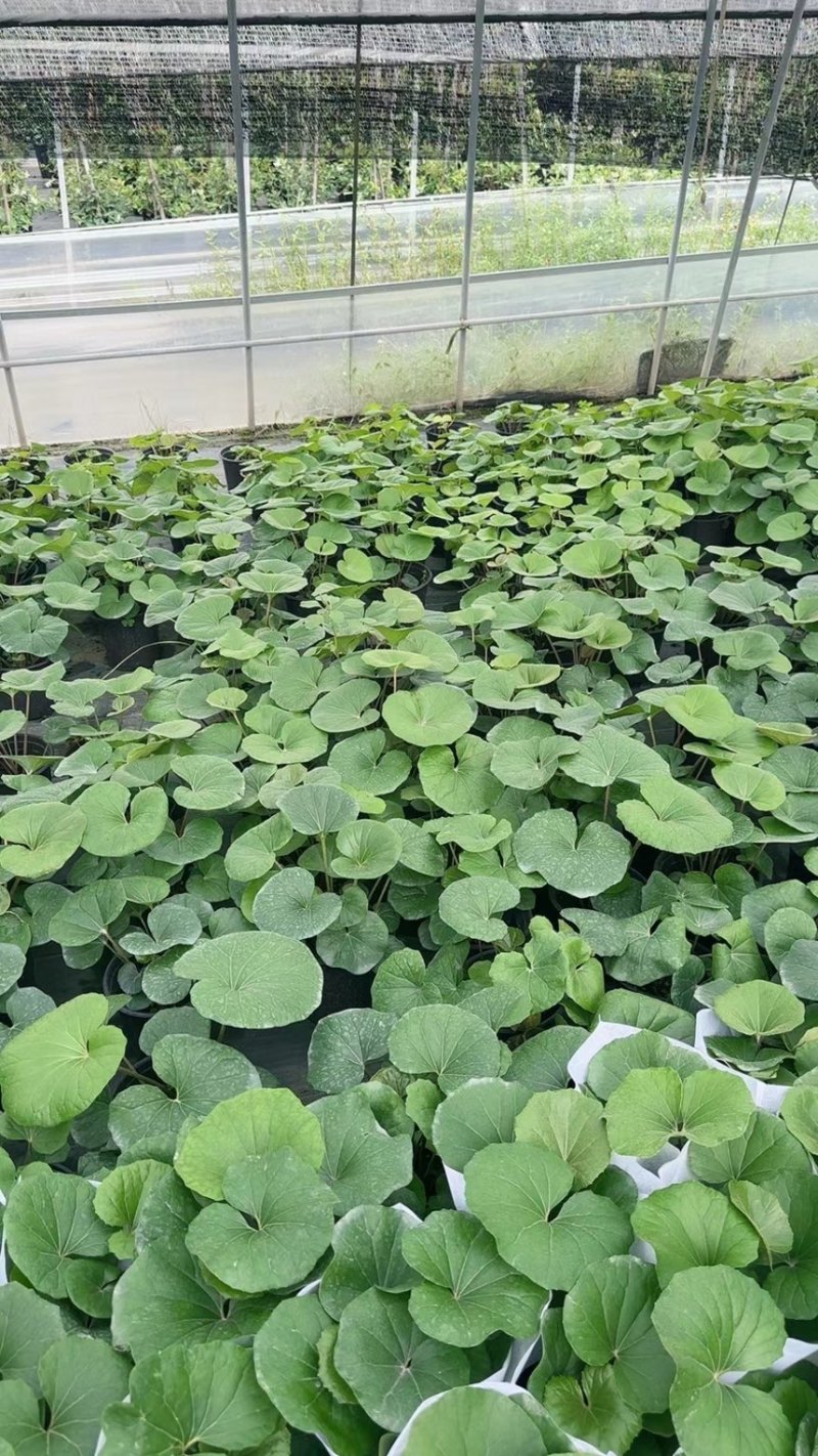 1加仑吴风草大量有货品质保证基地直发