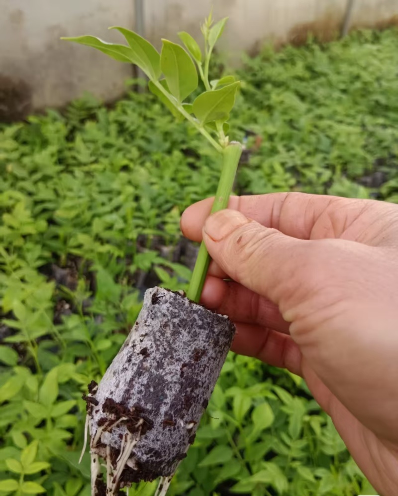 九星叶袋苗可用于园林工程绿化全国各地可发货