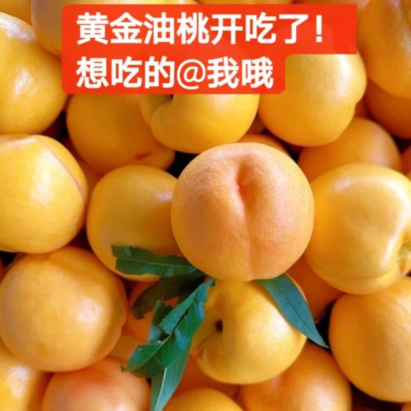 黄金油桃