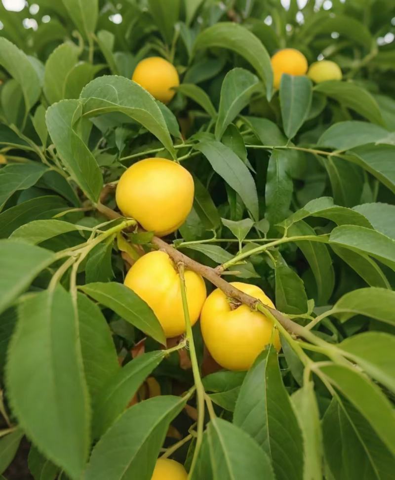 黄金油桃