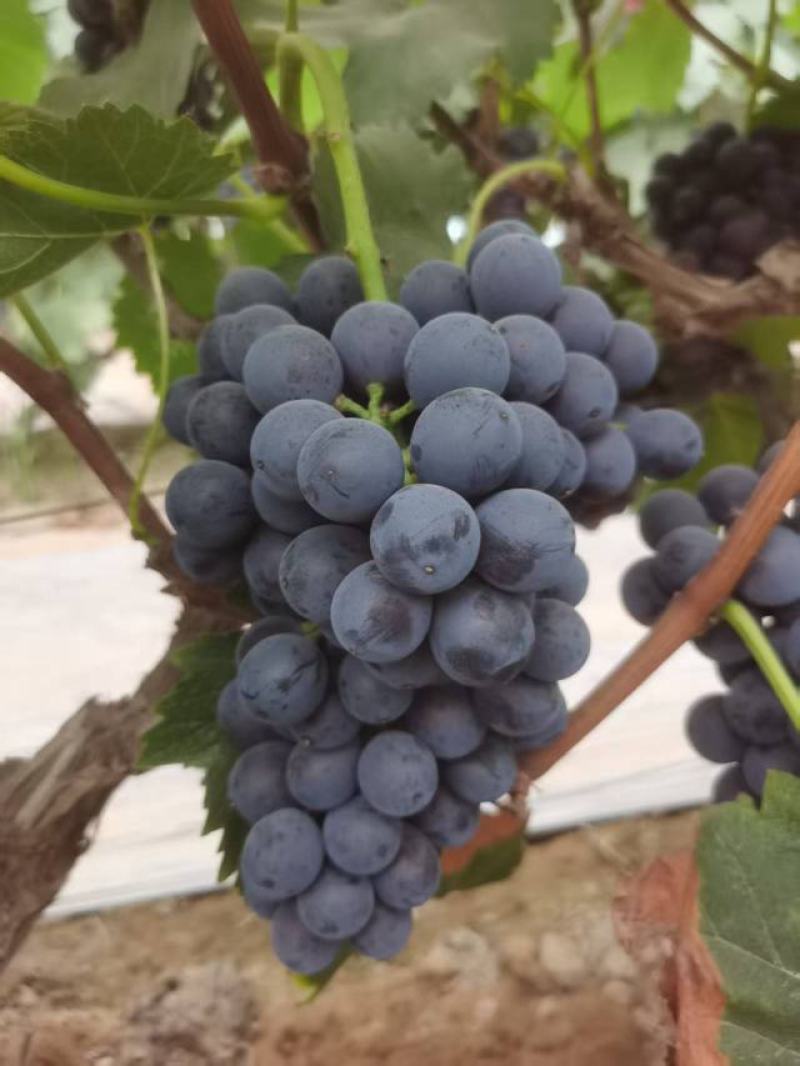 夏黑莆萄大量上市大胡棚