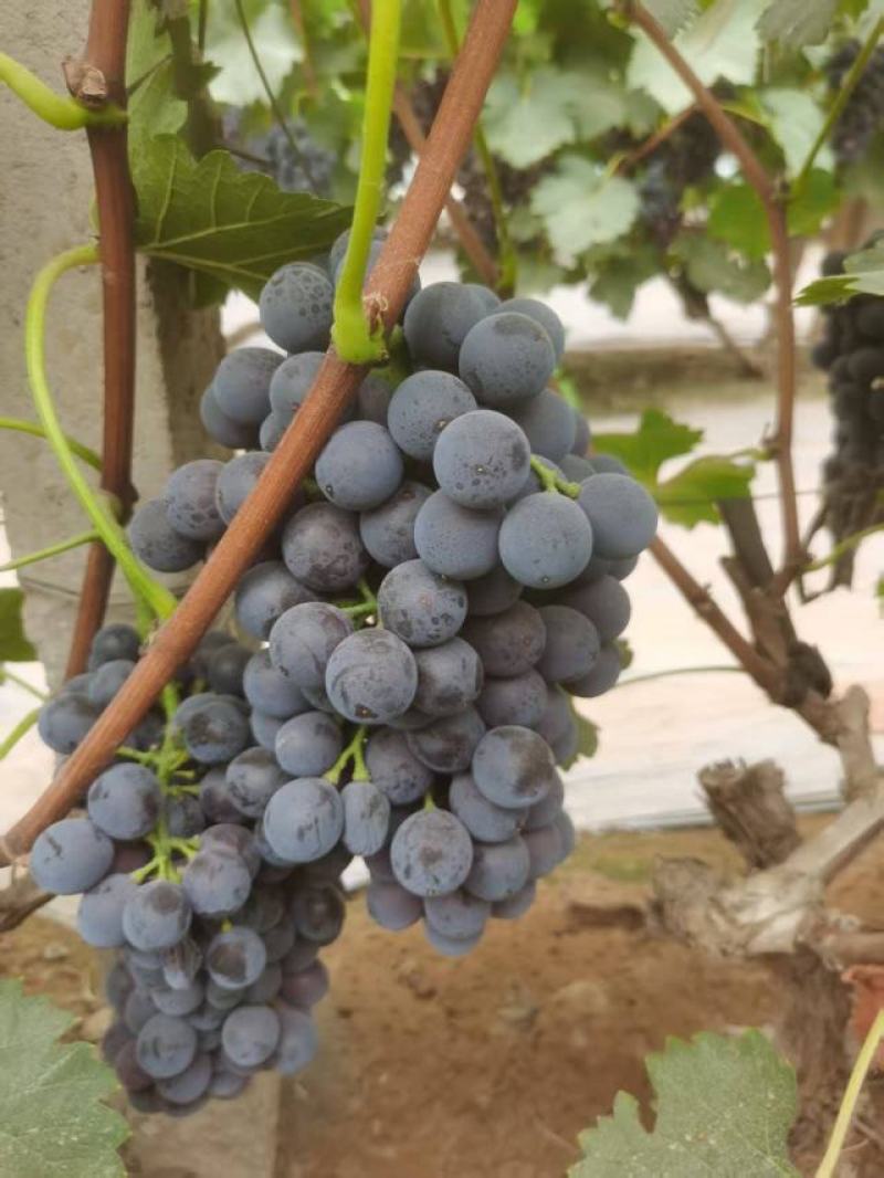 夏黑莆萄大量上市大胡棚