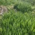 四川本地早晚红洋荷河火姜产地直供现采现发基地直供货源稳定