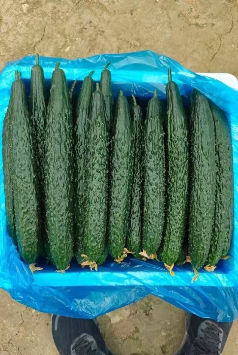 山东精品密刺黄瓜，顶花带刺，销路好，保质保量，全国发货