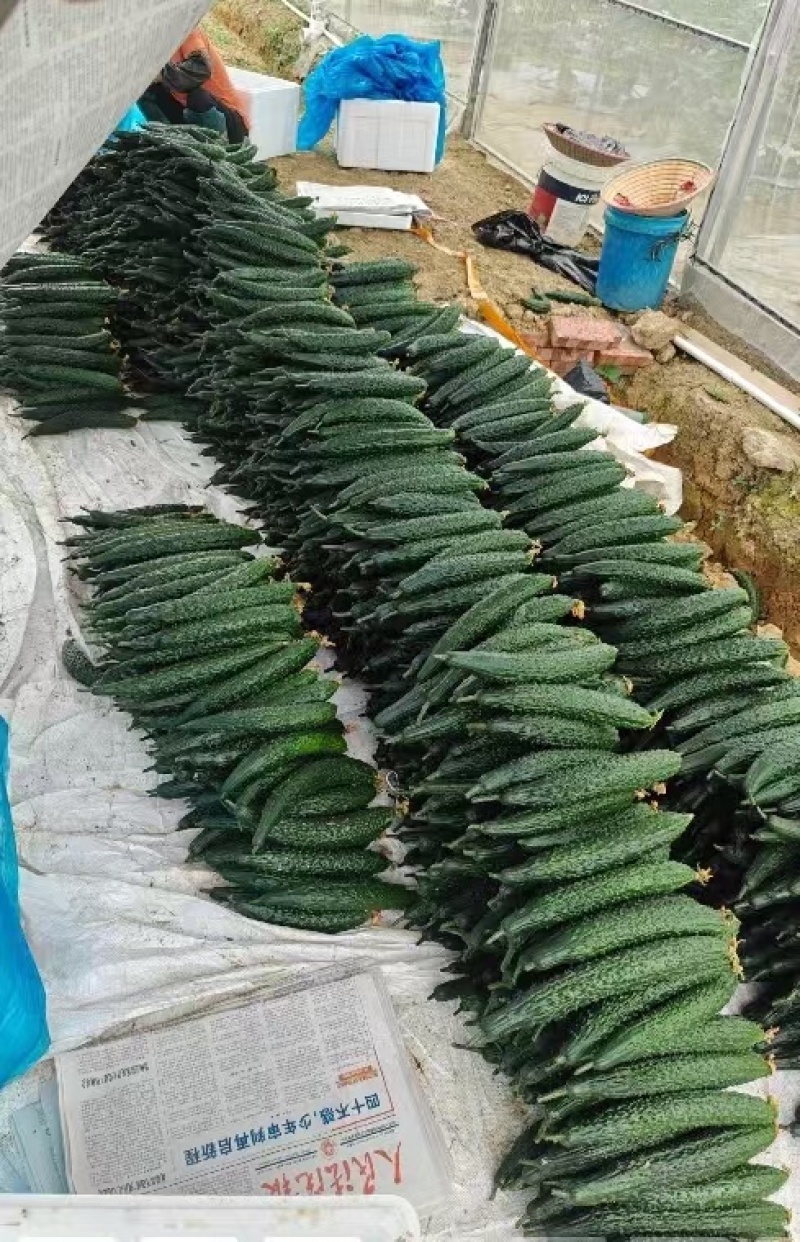 山东精品密刺黄瓜，顶花带刺，销路好，保质保量，全国发货
