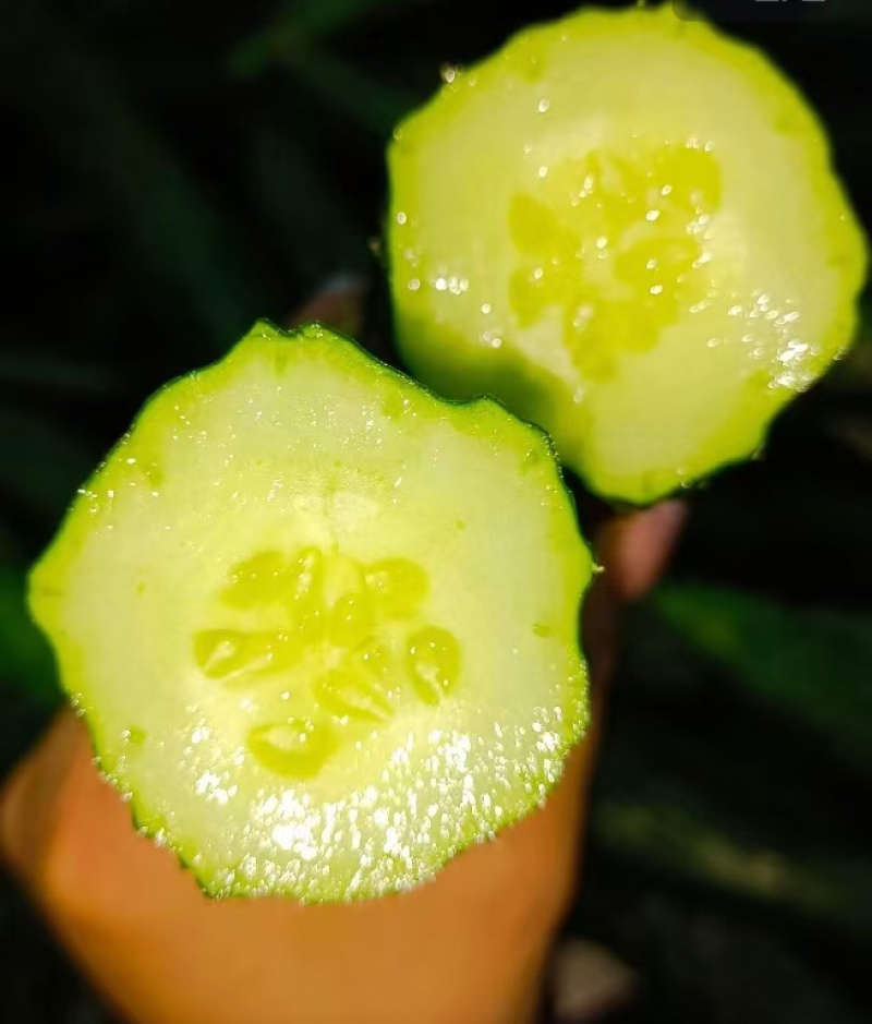 山东精品密刺黄瓜，顶花带刺，销路好，保质保量，全国发货