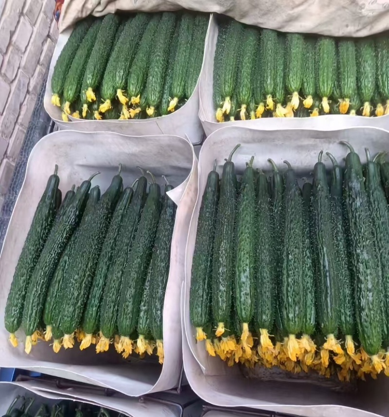 山东精品密刺黄瓜，顶花带刺，销路好，保质保量，全国发货
