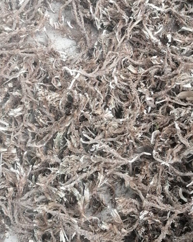 全网低价石菖蒲厂家直销大量供应欢迎联系