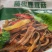 藤椒鹿茸菇餐饮酒店好食材开袋即食电商平台一件代发