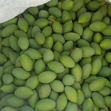 青橄榄偏涩制作橄榄菜腌制