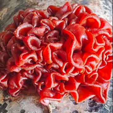 血耳血银耳菌棒菌包栽培种出菇包菌种