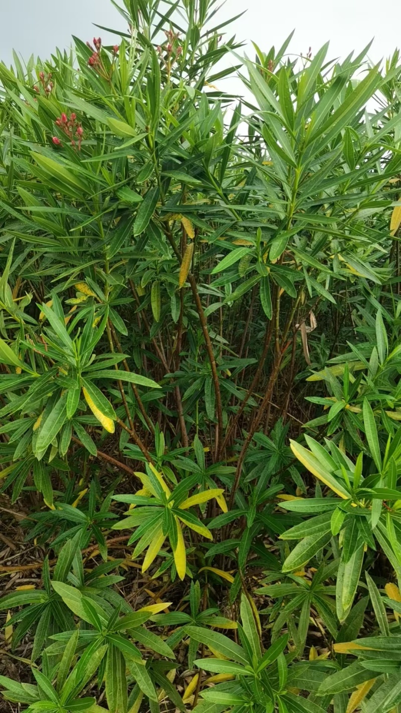 宫粉夹竹桃