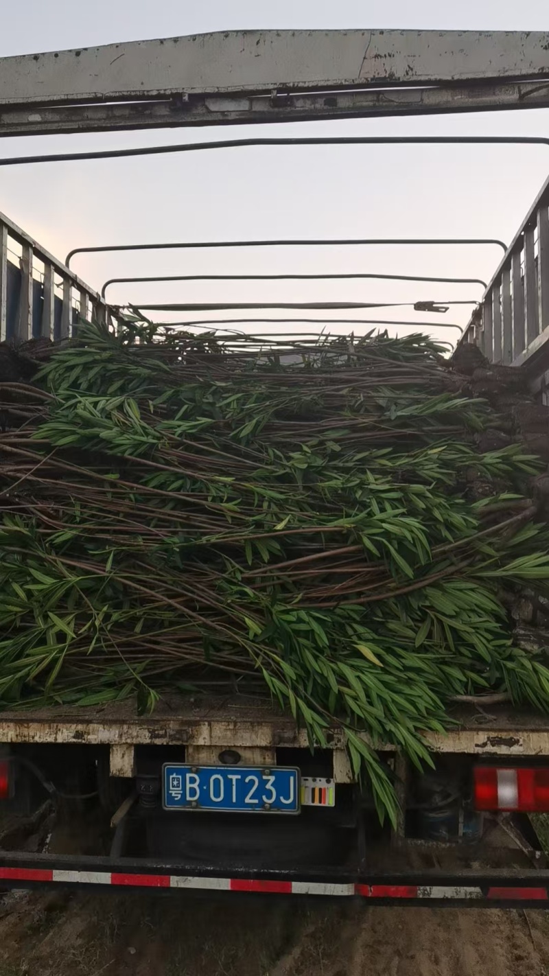 宫粉夹竹桃