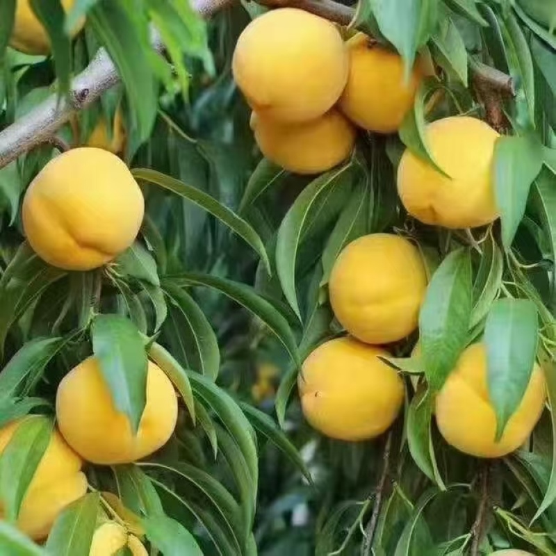 石棉县锦绣黄桃，大量有货对接全国市场，量大有货，欢迎合作