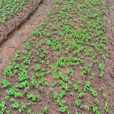 楠木芽苗奉新县邹家苗圃基地大量供应楠木苗欢迎老板来电洽谈