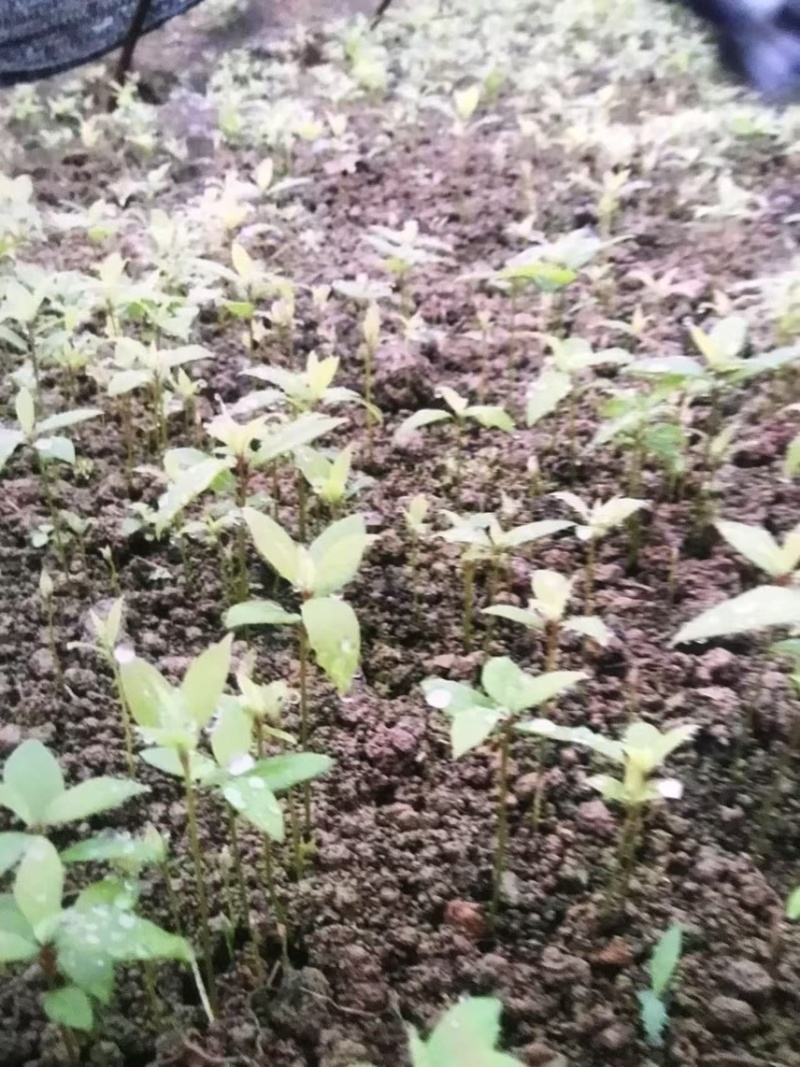 楠木芽苗奉新县邹家苗圃基地大量供应楠木苗欢迎老板来电洽谈