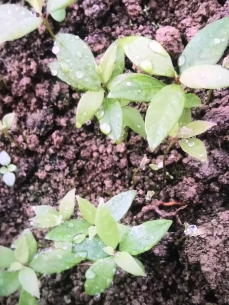 楠木芽苗奉新县邹家苗圃基地大量供应楠木苗欢迎老板来电洽谈