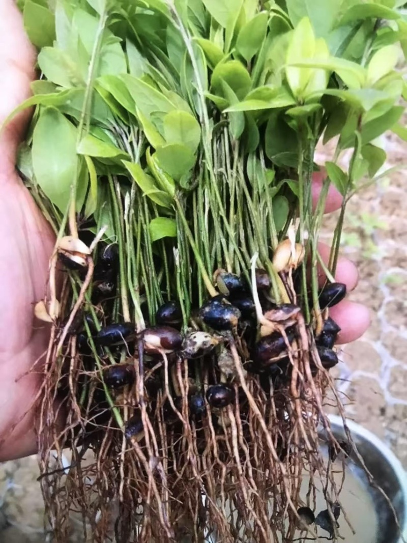 楠木芽苗奉新县邹家苗圃基地大量供应楠木苗欢迎老板来电洽谈