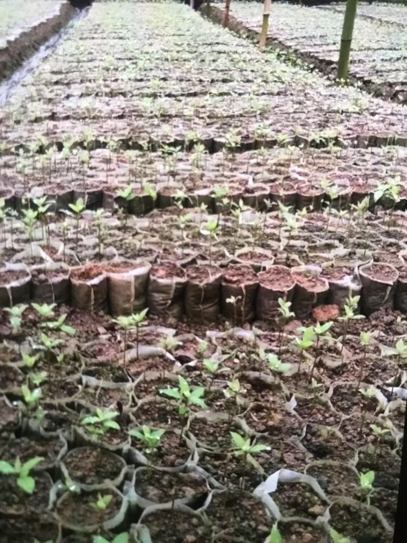 楠木芽苗奉新县邹家苗圃基地大量供应楠木苗欢迎老板来电洽谈