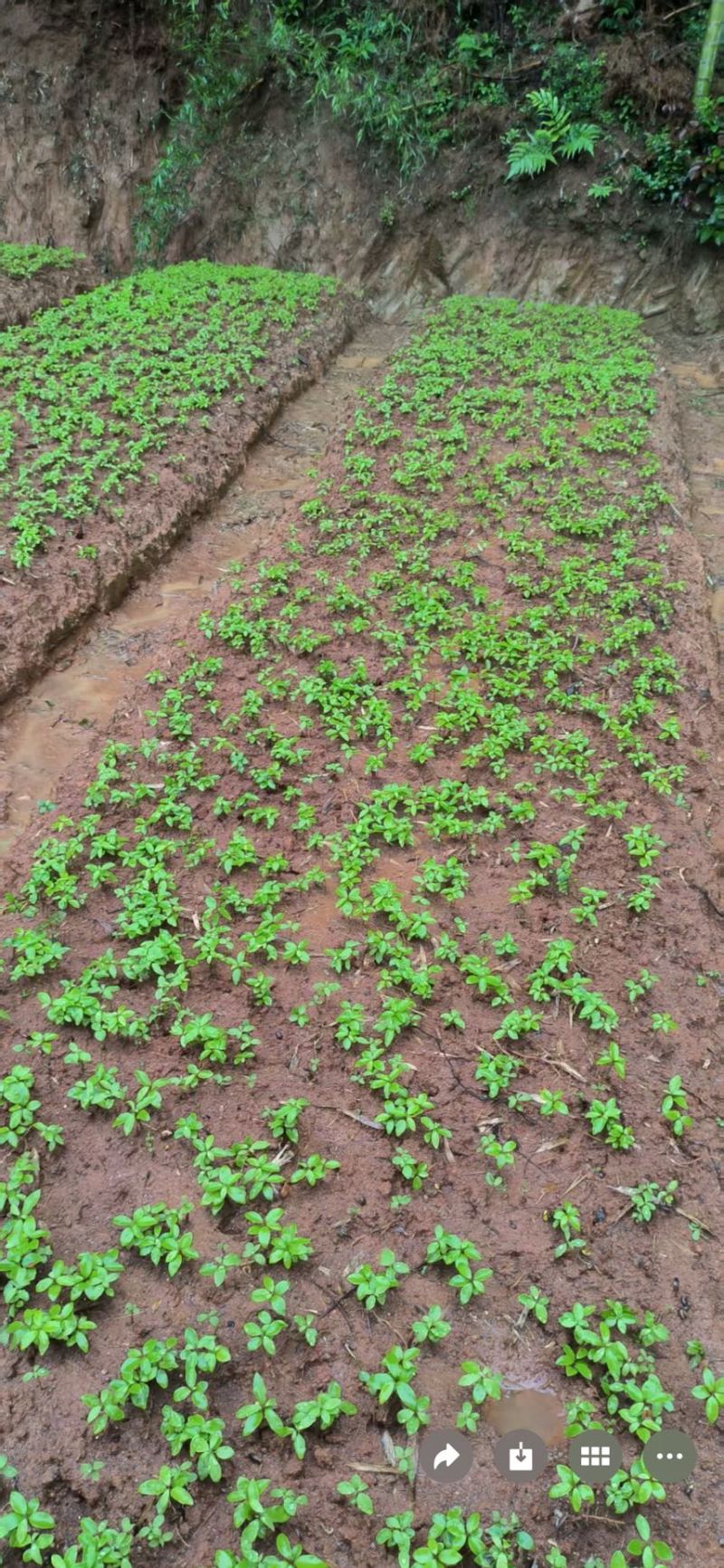 楠木芽苗奉新县邹家苗圃基地大量供应楠木苗欢迎老板来电洽谈