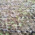 楠木芽苗奉新县邹家苗圃基地大量供应楠木苗欢迎老板来电洽谈