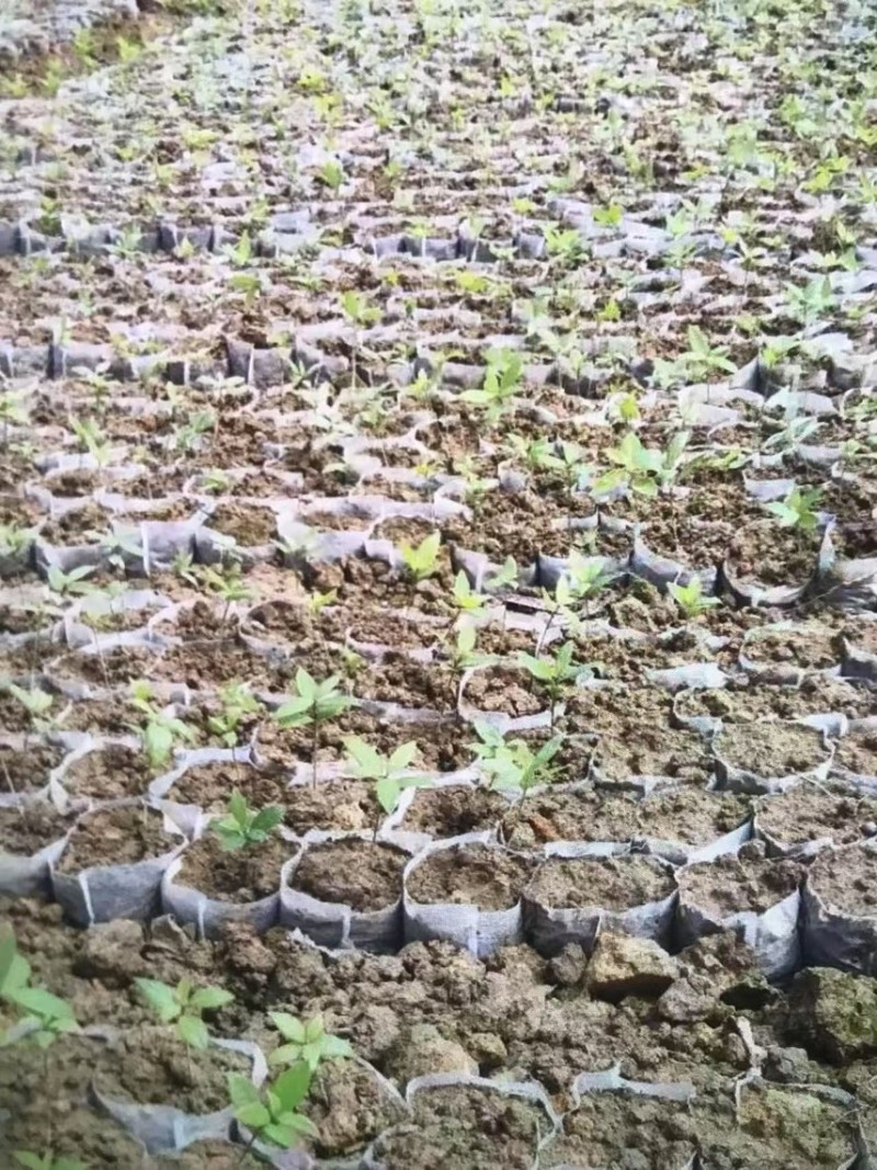 楠木芽苗奉新县邹家苗圃基地大量供应楠木苗欢迎老板来电洽谈