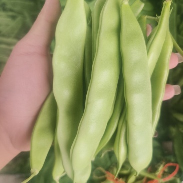 绿豆角