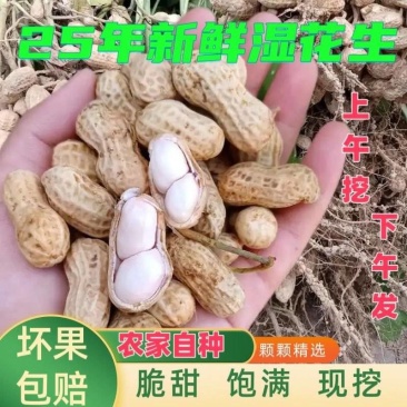 现挖鲜花生