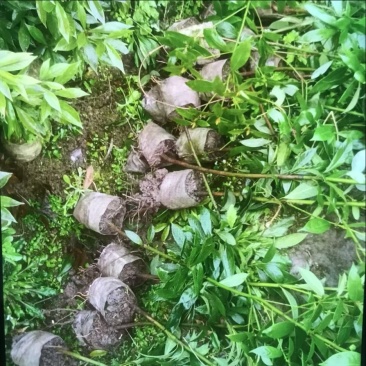 楠木杯苗邹家苗圃大量供应浙江楠，闽楠欢迎老板来电洽谈
